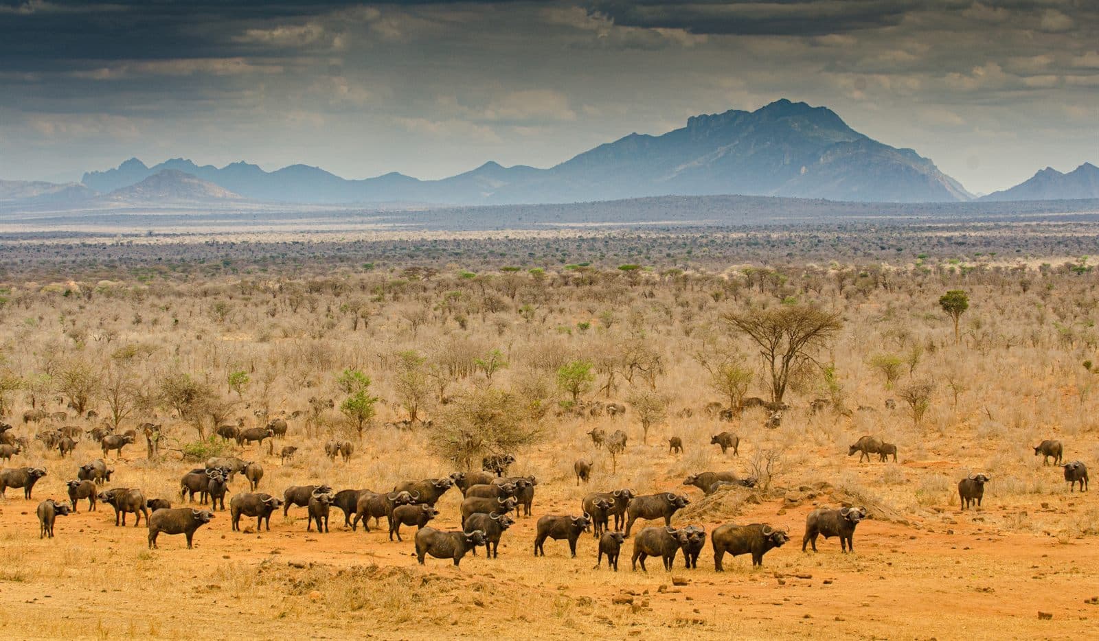 Tsavo West National Park